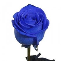 Blue rose - by one